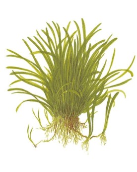 Lilaeopsis brasiliensis